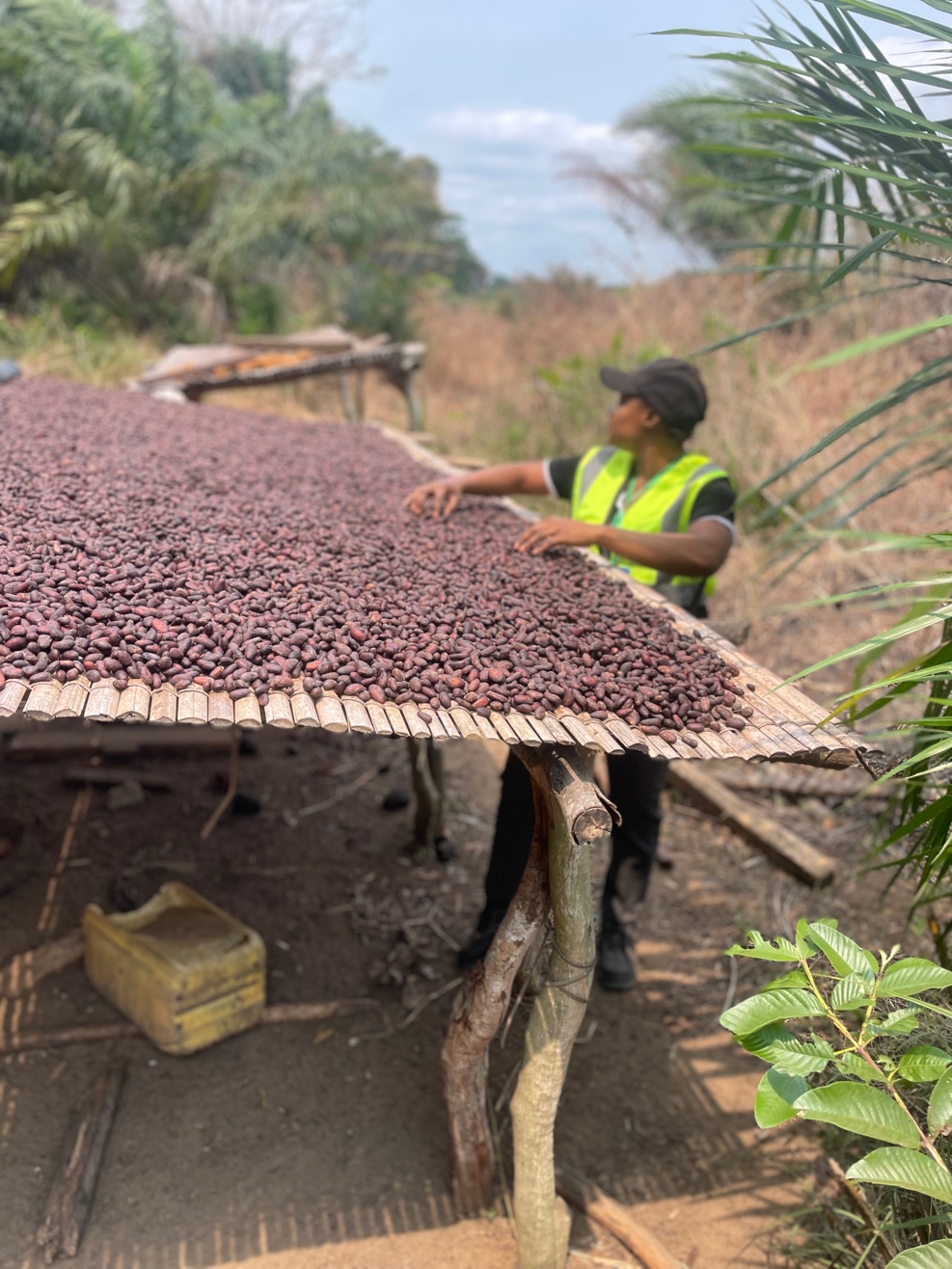 Étude sur la production et la commercialisation du cacao en République du Congo